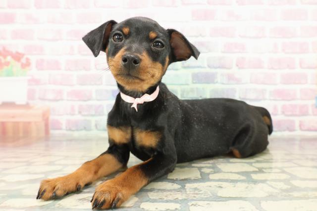 福島県のミニチュアピンシャー (Coo&RIKU郡山店/2025年10月24日生まれ/女の子/ブラックタン)の子犬の2枚目の画像