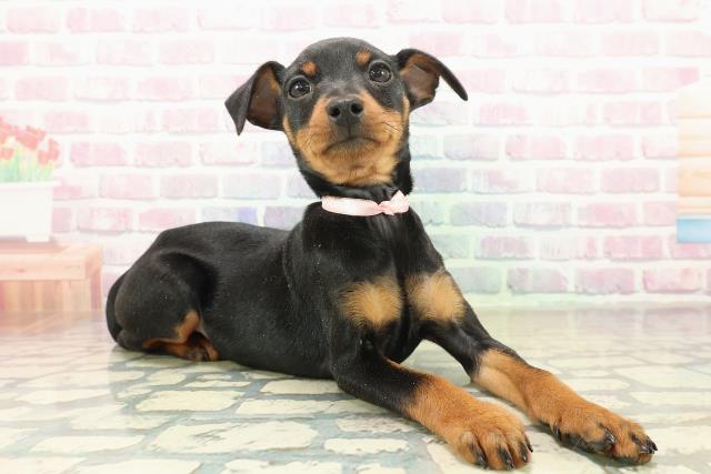 福島県のミニチュアピンシャー (Coo&RIKU郡山店/2025年10月24日生まれ/女の子/ブラックタン)の子犬の3枚目の画像