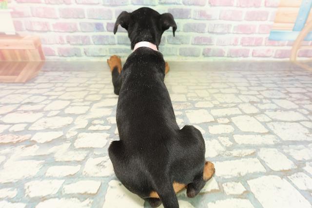 福島県のミニチュアピンシャー (Coo&RIKU郡山店/2025年10月24日生まれ/女の子/ブラックタン)の子犬の4枚目の画像