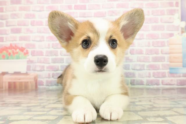 千葉県のウェルシュコーギーペンブローク (Coo&RIKUフレスポ稲毛店/2025年10月29日生まれ/男の子/レッドホワイト)の子犬