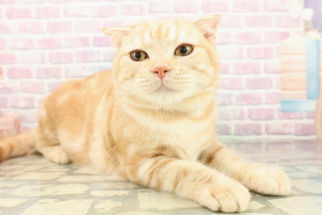 東京都のスコティッシュフォールド (Coo&RIKU足立本店/2025年5月31日生まれ/男の子/レッドタビー)の子猫の3枚目の画像