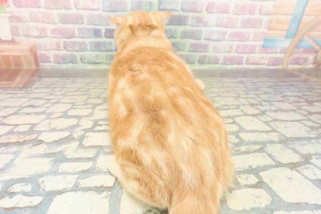 東京都のスコティッシュフォールド (Coo&RIKU足立本店/2025年5月31日生まれ/男の子/レッドタビー)の子猫の4枚目の画像