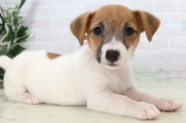 広島県のジャックラッセルテリア (Coo&RIKU広島北店/2025年10月31日生まれ/女の子/ホワイトタン)の子犬の2枚目の画像