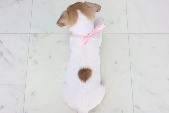 広島県のジャックラッセルテリア (Coo&RIKU広島北店/2025年10月31日生まれ/女の子/ホワイトタン)の子犬の4枚目の画像