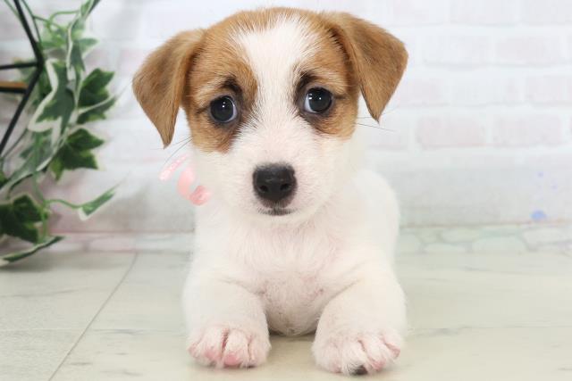 広島県のジャックラッセルテリア (Coo&RIKUゆめタウン大竹店/2025年10月31日生まれ/女の子/ホワイトタン)の子犬の1枚目の画像