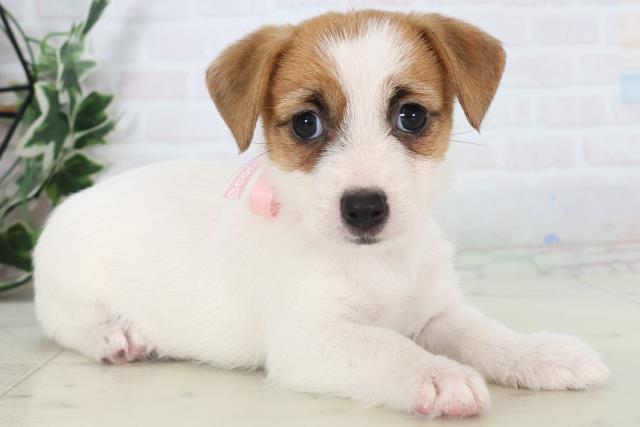 広島県のジャックラッセルテリア (Coo&RIKUゆめタウン大竹店/2025年10月31日生まれ/女の子/ホワイトタン)の子犬の2枚目の画像