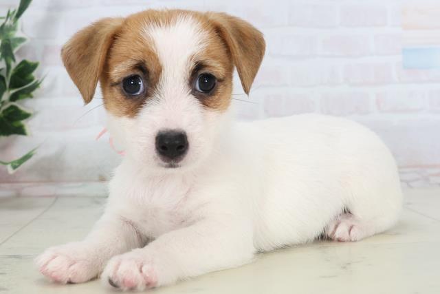 広島県のジャックラッセルテリア (Coo&RIKUゆめタウン大竹店/2025年10月31日生まれ/女の子/ホワイトタン)の子犬の3枚目の画像