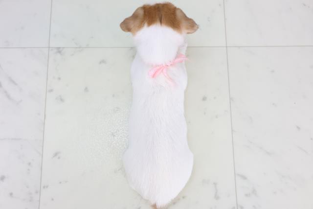 広島県のジャックラッセルテリア (Coo&RIKUゆめタウン大竹店/2025年10月31日生まれ/女の子/ホワイトタン)の子犬の4枚目の画像