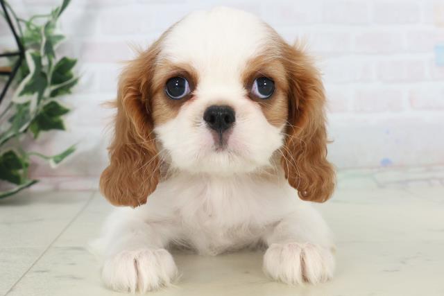 福岡県のキャバリアキングチャールズスパニエル (Coo&RIKUフォレストシティ春日店/2025年10月31日生まれ/女の子/ブレンハイム)の子犬の1枚目の画像