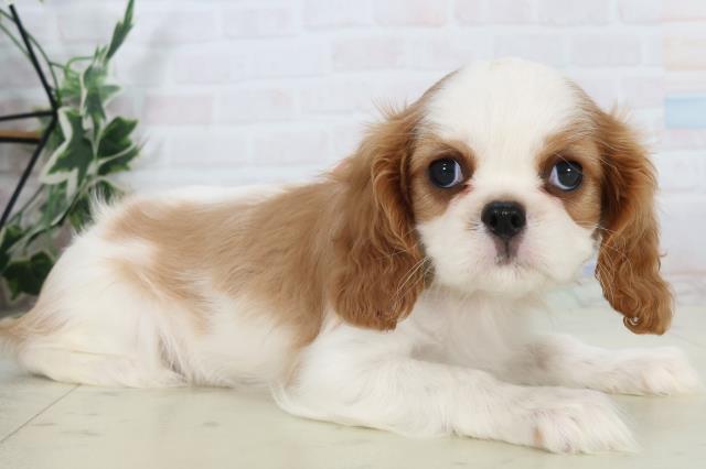 福岡県のキャバリアキングチャールズスパニエル (Coo&RIKUフォレストシティ春日店/2025年10月31日生まれ/女の子/ブレンハイム)の子犬の2枚目の画像