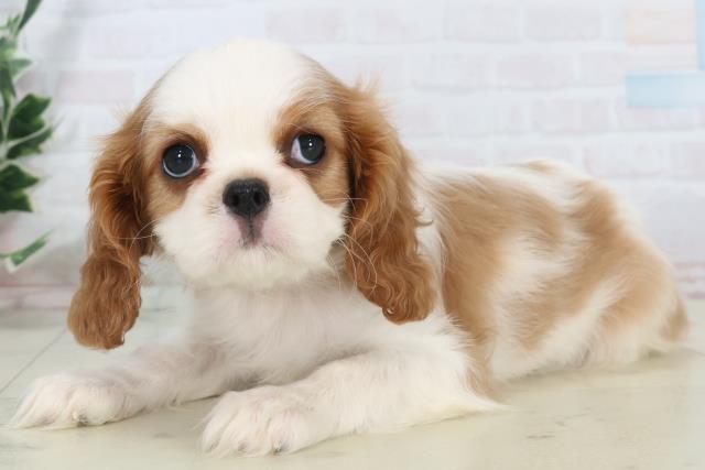 福岡県のキャバリアキングチャールズスパニエル (Coo&RIKUフォレストシティ春日店/2025年10月31日生まれ/女の子/ブレンハイム)の子犬の3枚目の画像