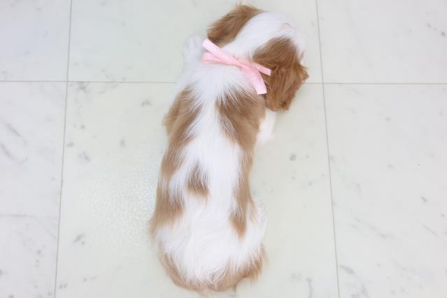 福岡県のキャバリアキングチャールズスパニエル (Coo&RIKUフォレストシティ春日店/2025年10月31日生まれ/女の子/ブレンハイム)の子犬の4枚目の画像
