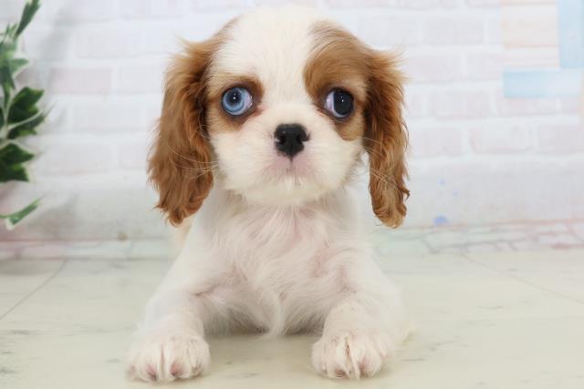 熊本県のキャバリアキングチャールズスパニエル (Coo&RIKU宇土シティモール店/2025年10月31日生まれ/女の子/ブレンハイム)の子犬の1枚目の画像