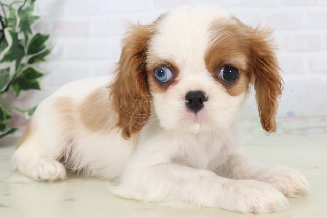 熊本県のキャバリアキングチャールズスパニエル (Coo&RIKU宇土シティモール店/2025年10月31日生まれ/女の子/ブレンハイム)の子犬の2枚目の画像