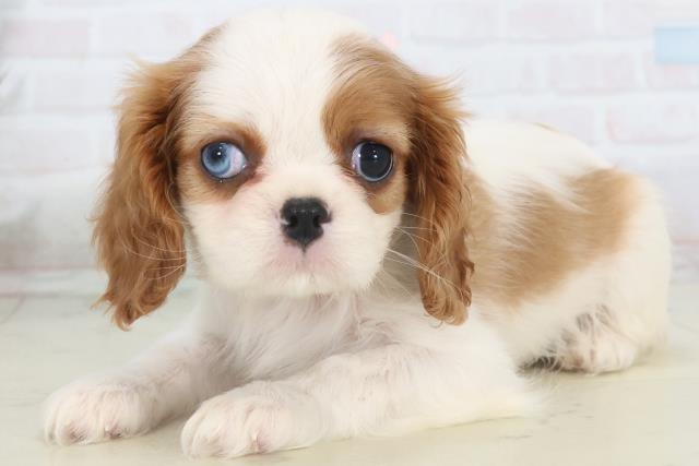 熊本県のキャバリアキングチャールズスパニエル (Coo&RIKU宇土シティモール店/2025年10月31日生まれ/女の子/ブレンハイム)の子犬の3枚目の画像