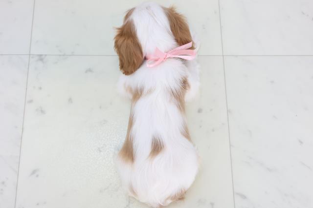 熊本県のキャバリアキングチャールズスパニエル (Coo&RIKU宇土シティモール店/2025年10月31日生まれ/女の子/ブレンハイム)の子犬の4枚目の画像