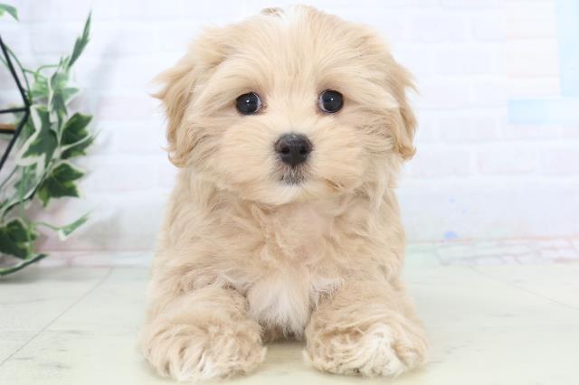 徳島県のマルプー(マルチーズ×プードル) (Coo&RIKU徳島店/2025年11月1日生まれ/男の子/クリーム)の子犬の1枚目の画像