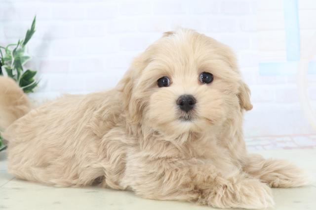 徳島県のマルプー(マルチーズ×プードル) (Coo&RIKU徳島店/2025年11月1日生まれ/男の子/クリーム)の子犬の2枚目の画像