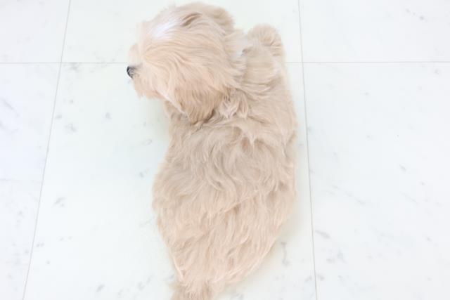 徳島県のマルプー(マルチーズ×プードル) (Coo&RIKU徳島店/2025年11月1日生まれ/男の子/クリーム)の子犬の4枚目の画像