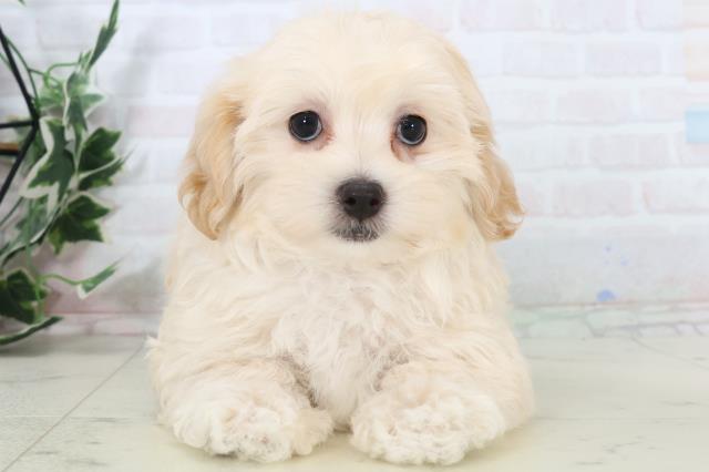 福岡県のマルプー(マルチーズ×プードル) (Coo&RIKU黒崎店/2025年11月1日生まれ/女の子/クリーム)の子犬の1枚目の画像