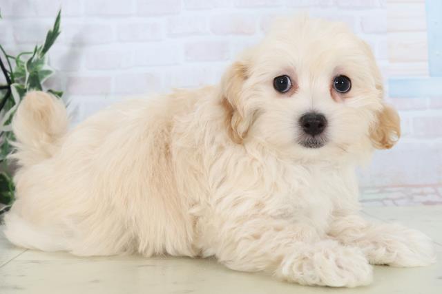 福岡県のマルプー(マルチーズ×プードル) (Coo&RIKU黒崎店/2025年11月1日生まれ/女の子/クリーム)の子犬の2枚目の画像