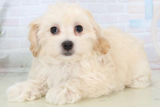 福岡県のマルプー(マルチーズ×プードル) (Coo&RIKU黒崎店/2025年11月1日生まれ/女の子/クリーム)の子犬の3枚目の画像