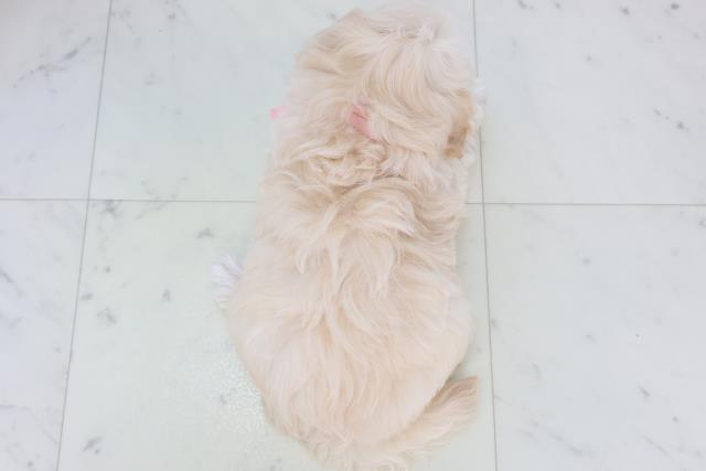 福岡県のマルプー(マルチーズ×プードル) (Coo&RIKU黒崎店/2025年11月1日生まれ/女の子/クリーム)の子犬の4枚目の画像