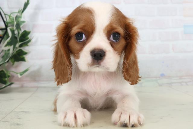 鹿児島県のキャバリアキングチャールズスパニエル (Coo&RIKU鹿児島店/2025年11月1日生まれ/女の子/ブレンハイム)の子犬の1枚目の画像