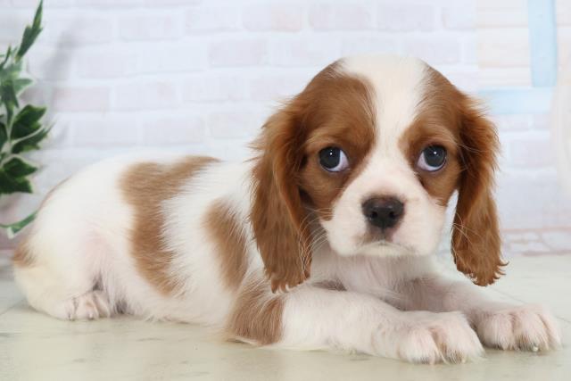鹿児島県のキャバリアキングチャールズスパニエル (Coo&RIKU鹿児島店/2025年11月1日生まれ/女の子/ブレンハイム)の子犬の2枚目の画像