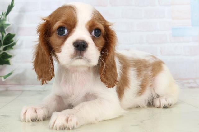 鹿児島県のキャバリアキングチャールズスパニエル (Coo&RIKU鹿児島店/2025年11月1日生まれ/女の子/ブレンハイム)の子犬の3枚目の画像
