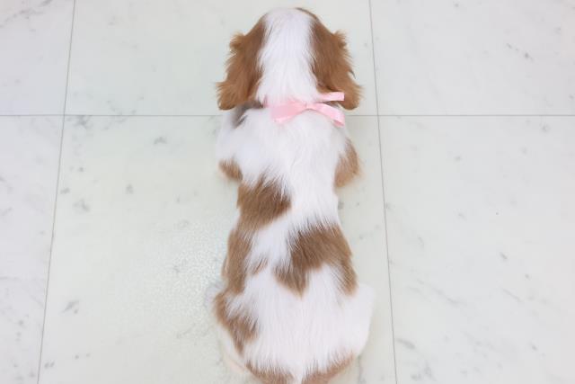 鹿児島県のキャバリアキングチャールズスパニエル (Coo&RIKU鹿児島店/2025年11月1日生まれ/女の子/ブレンハイム)の子犬の4枚目の画像
