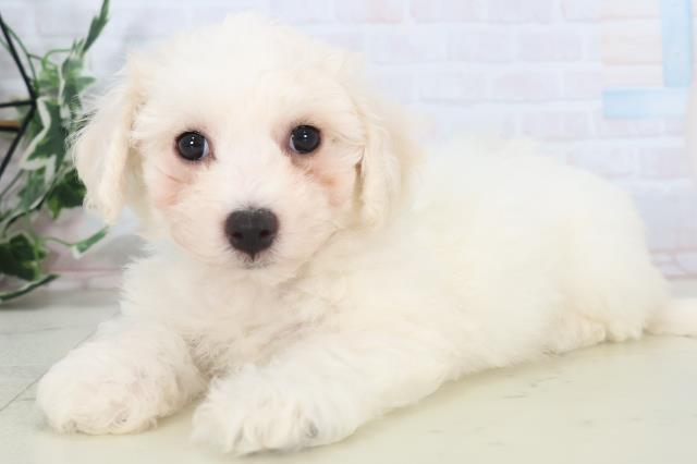 広島県のビションフリーゼ (Coo&RIKU東広島店/2025年11月2日生まれ/男の子/ホワイト)の子犬の3枚目の画像