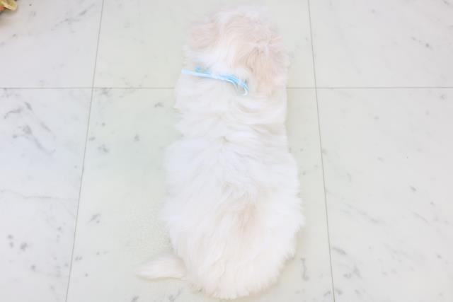 広島県のビションフリーゼ (Coo&RIKU東広島店/2025年11月2日生まれ/男の子/ホワイト)の子犬の4枚目の画像