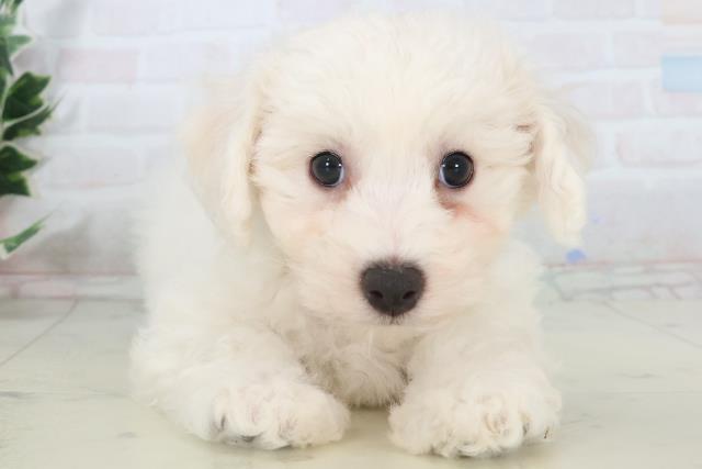 福岡県のビションフリーゼ (Coo&RIKU福岡東店/2025年11月2日生まれ/男の子/ホワイト)の子犬の1枚目の画像