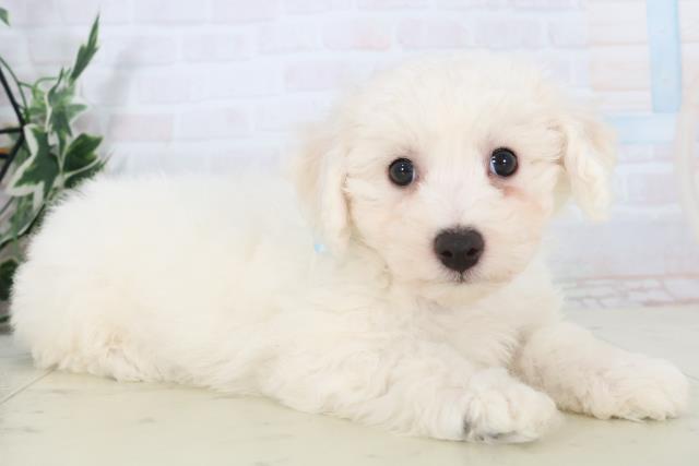 福岡県のビションフリーゼ (Coo&RIKU福岡東店/2025年11月2日生まれ/男の子/ホワイト)の子犬の2枚目の画像