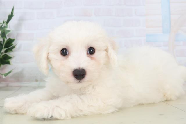 福岡県のビションフリーゼ (Coo&RIKU福岡東店/2025年11月2日生まれ/男の子/ホワイト)の子犬の3枚目の画像