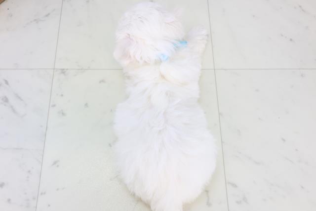 福岡県のビションフリーゼ (Coo&RIKU福岡東店/2025年11月2日生まれ/男の子/ホワイト)の子犬の4枚目の画像