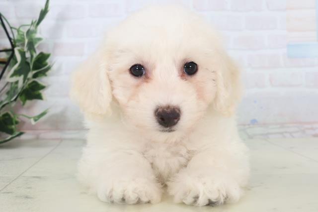 熊本県のビションフリーゼ (Coo&RIKU熊本店/2025年11月2日生まれ/男の子/ホワイト)の子犬の1枚目の画像