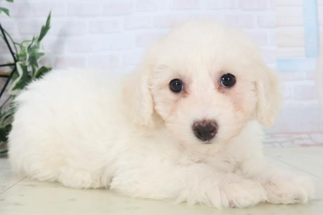 熊本県のビションフリーゼ (Coo&RIKU熊本店/2025年11月2日生まれ/男の子/ホワイト)の子犬の2枚目の画像