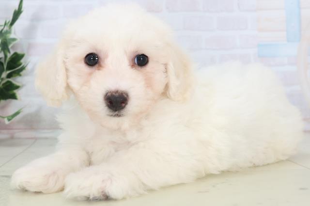 熊本県のビションフリーゼ (Coo&RIKU熊本店/2025年11月2日生まれ/男の子/ホワイト)の子犬の3枚目の画像