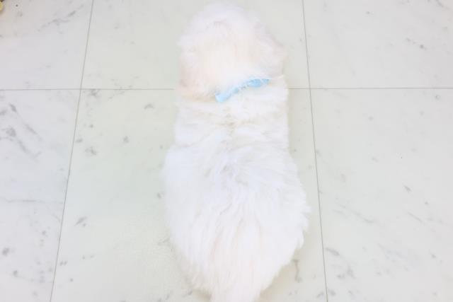 熊本県のビションフリーゼ (Coo&RIKU熊本店/2025年11月2日生まれ/男の子/ホワイト)の子犬の4枚目の画像