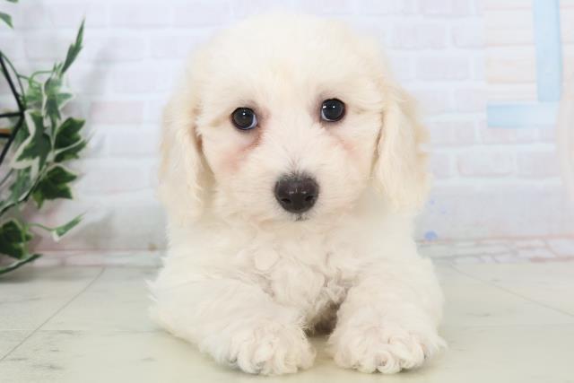 鹿児島県のビションフリーゼ (Coo&RIKU鹿児島店/2025年11月2日生まれ/女の子/ホワイト)の子犬の1枚目の画像