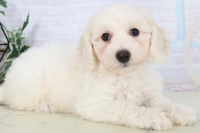 鹿児島県のビションフリーゼ (Coo&RIKU鹿児島店/2025年11月2日生まれ/女の子/ホワイト)の子犬の2枚目の画像