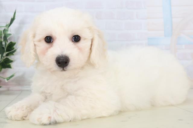 鹿児島県のビションフリーゼ (Coo&RIKU鹿児島店/2025年11月2日生まれ/女の子/ホワイト)の子犬の3枚目の画像