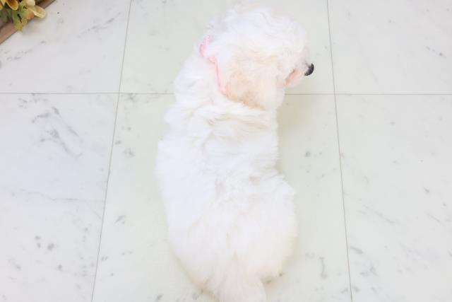 鹿児島県のビションフリーゼ (Coo&RIKU鹿児島店/2025年11月2日生まれ/女の子/ホワイト)の子犬の4枚目の画像