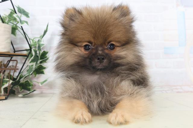 愛媛県のポメラニアン (Coo&RIKUイオンタウン川之江店/2025年10月18日生まれ/男の子/ウルフセーブル)の子犬の1枚目の画像