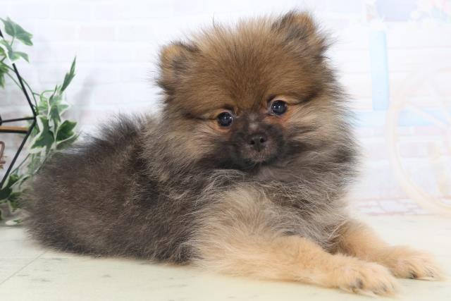 愛媛県のポメラニアン (Coo&RIKUイオンタウン川之江店/2025年10月18日生まれ/男の子/ウルフセーブル)の子犬の2枚目の画像