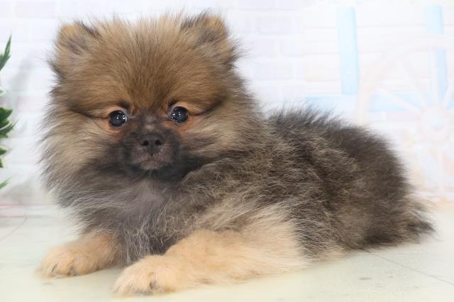 愛媛県のポメラニアン (Coo&RIKUイオンタウン川之江店/2025年10月18日生まれ/男の子/ウルフセーブル)の子犬の3枚目の画像