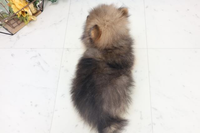 愛媛県のポメラニアン (Coo&RIKUイオンタウン川之江店/2025年10月18日生まれ/男の子/ウルフセーブル)の子犬の4枚目の画像