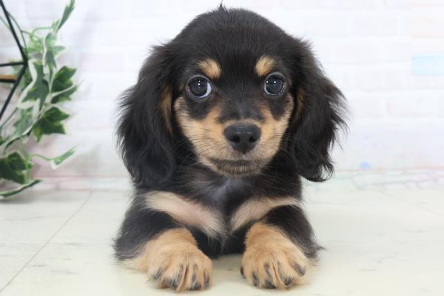 広島県のチワックス(チワワ×ダックス) (Coo&RIKUゆめタウン大竹店/2025年10月17日生まれ/男の子/ブラックタン)の子犬の1枚目の画像